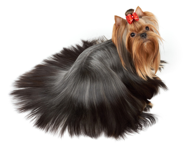 Cão com cabelo penteado com precisão
 - Foto, Imagem