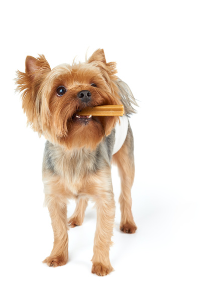 Perro con palo de mascar en la boca
 - Foto, Imagen