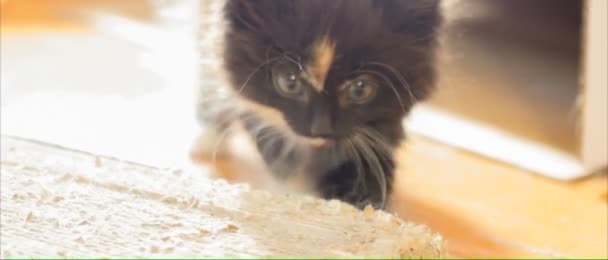 Little fluffy kitten. - Footage, Video