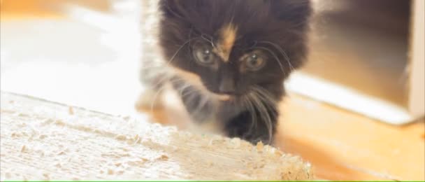 Little fluffy kitten. - Footage, Video