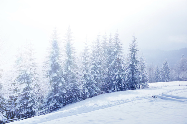beau paysage hivernal avec des arbres enneigés - Photo, image