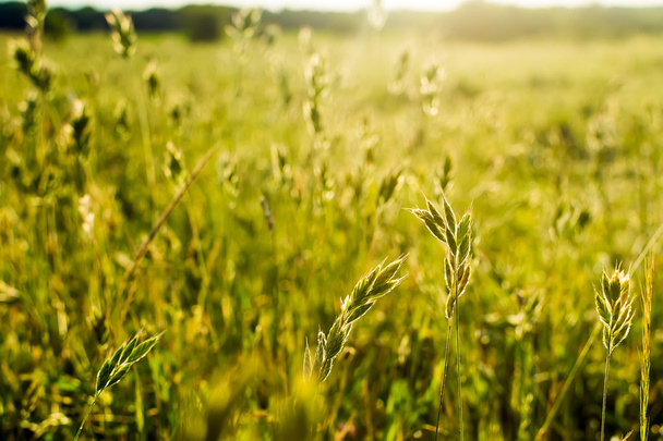 Flowering grass sunlit - Photo, Image
