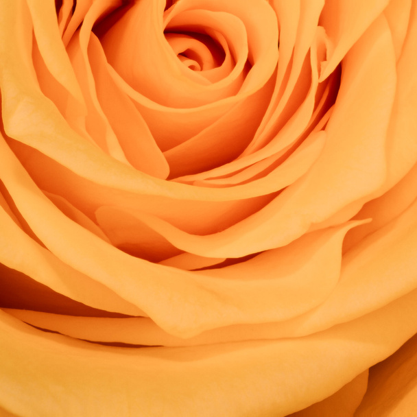 помаранчева троянда крупним планом
 - Фото, зображення