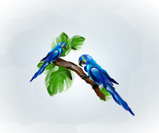 Niebieski papugi - Zdjęcie, obraz