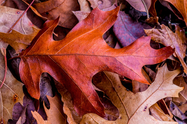 美しい複雑な秋の紅葉のクローズ アップ. - 写真・画像