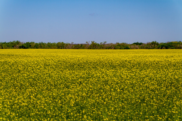 Bright Yellow Flowering Canola (Rapeseed) Plants in Oklahoma. - Photo, Image