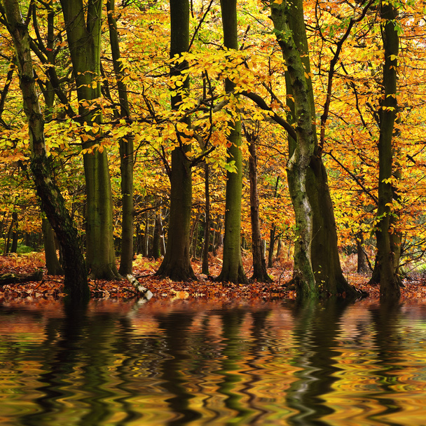 美しい紅葉の森活気に満ちた風景 wate に反映 - 写真・画像