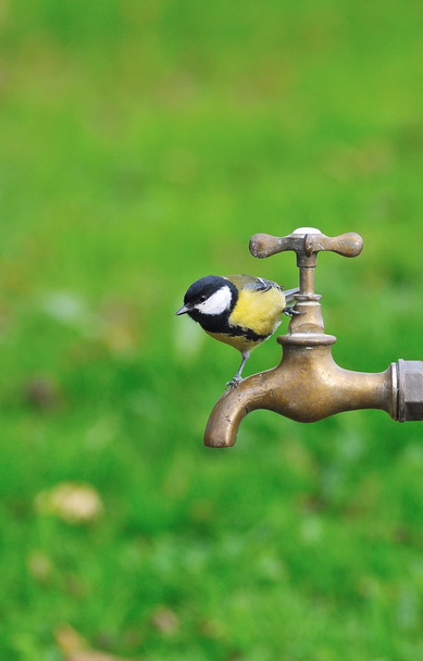 Uccello assetato
. - Foto, immagini