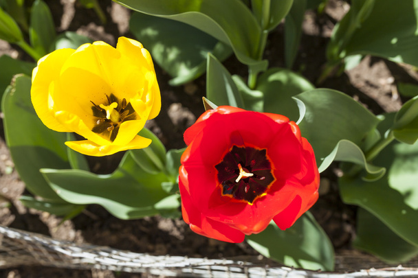 duas tulipas vista superior
 - Foto, Imagem