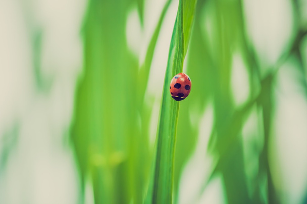 coccinelle assise sur la feuille d'herbe
 - Photo, image