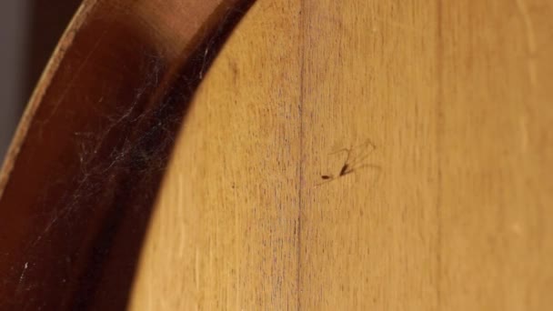 Spinne auf einem Lauf - Filmmaterial, Video