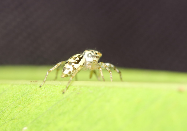 Kleine Käfer, Insekten, Spinnen im Garten - Foto, Bild
