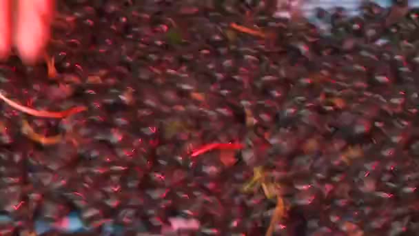 erjesztő szőlő - Felvétel, videó
