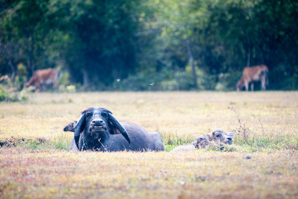 buffalo Ασίας στον τομέα της χλόης σε Ταϊλάνδη  - Φωτογραφία, εικόνα