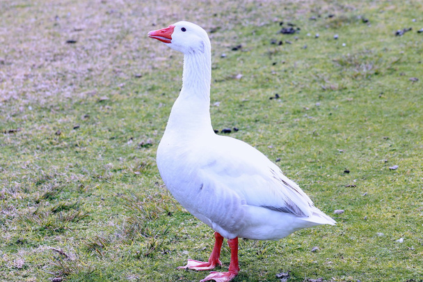 White Goose - Photo, Image