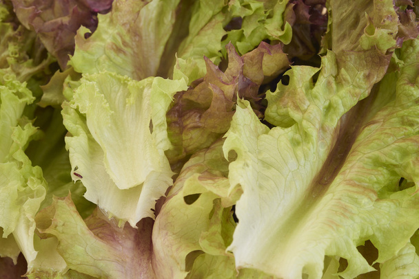 red lettuce - Photo, Image