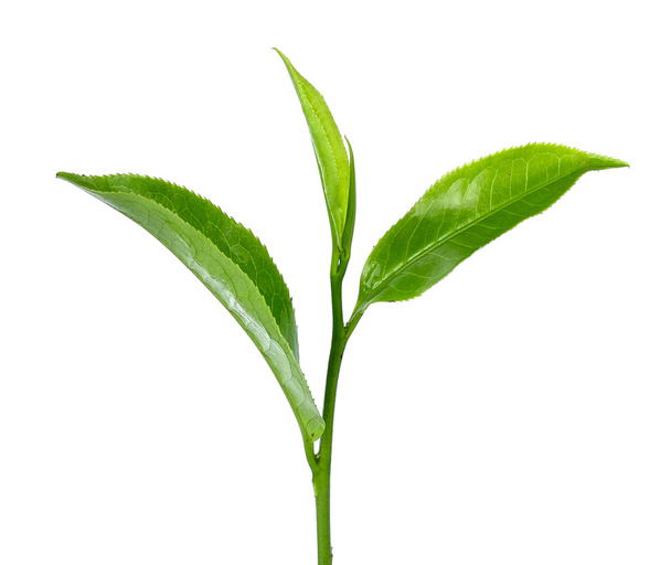 groene thee blad geïsoleerd op de witte achtergrond - Foto, afbeelding