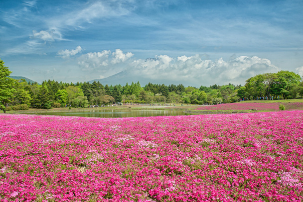 Fuji a területén a rózsaszín moha-Shibazakura Fesztivál, Yamana - Fotó, kép