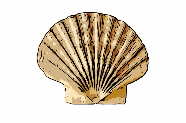 Scallop seashell - Fotografie, Obrázek