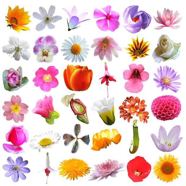 çeşitli çiçek koleksiyonu - Fotoğraf, Görsel