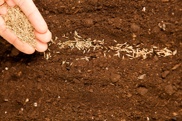 Nasiona na żyznej glebie - Zdjęcie, obraz