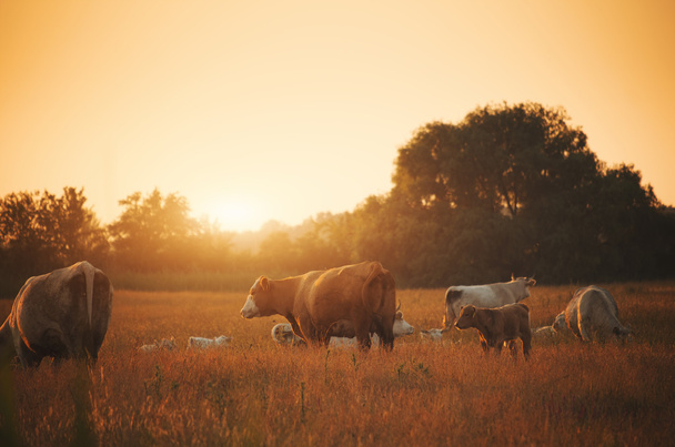 tehenek legeltetése a réten - Fotó, kép