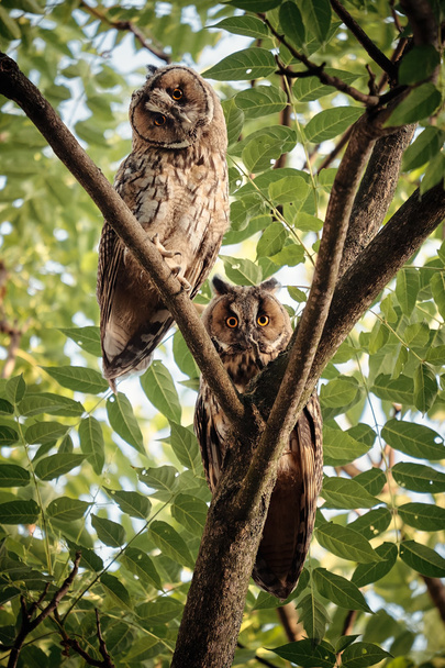 İki uzun kulaklı baykuşlar - Fotoğraf, Görsel