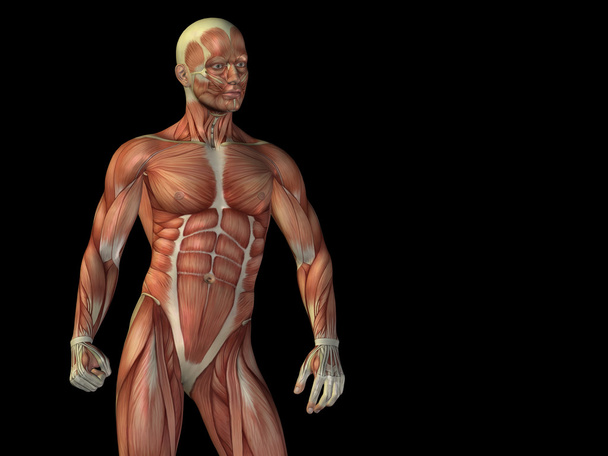3d ανατομία άνω σώμα ανθρώπου με μυών για υγεία - Φωτογραφία, εικόνα