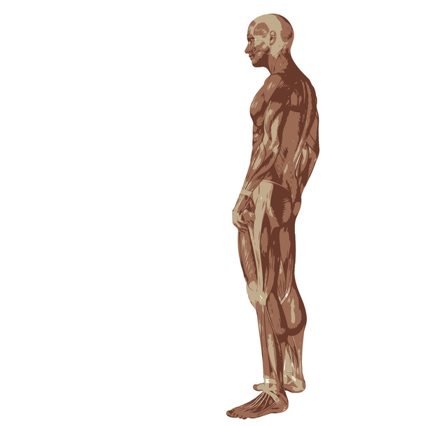 3D ανθρώπινα ή άνθρωπος με μυών για την ανατομία - Φωτογραφία, εικόνα
