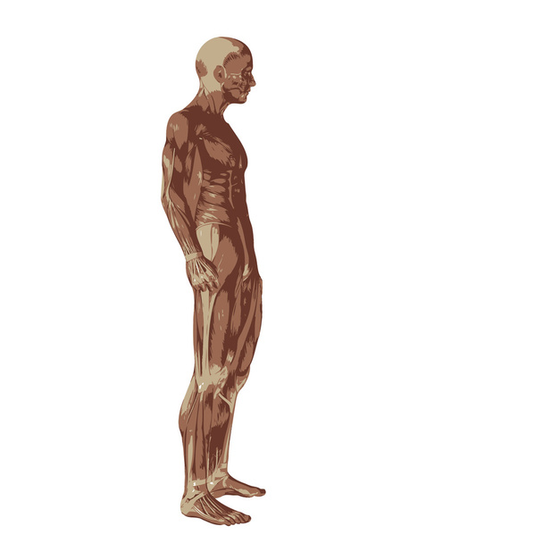 3D člověka nebo člověka s svaly anatomie - Fotografie, Obrázek