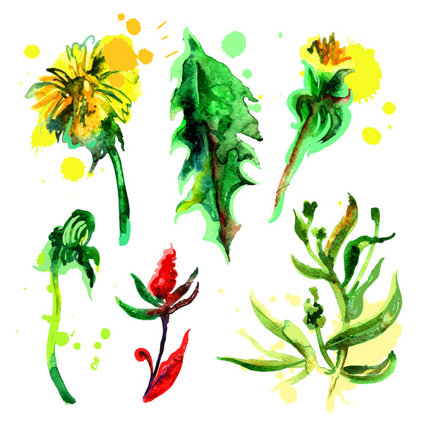 watercolor flowers - Vector, imagen