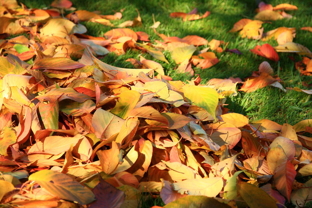 Leaves - Photo, Image