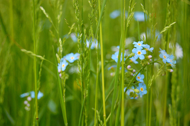 Background of forget me not flowers - Photo, Image