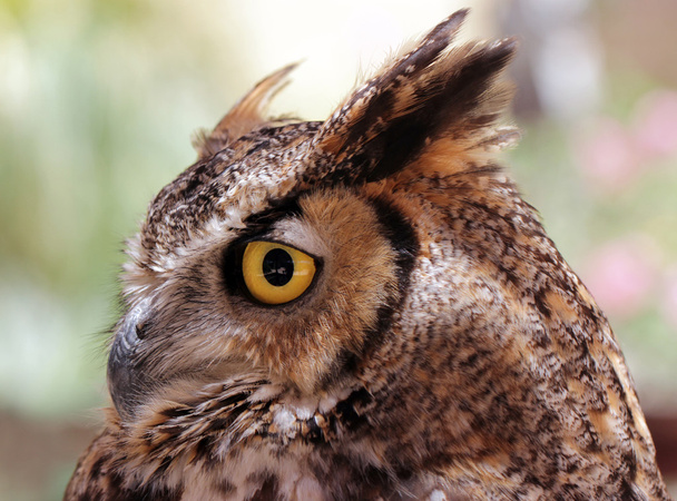 Eagle-Owl - 写真・画像