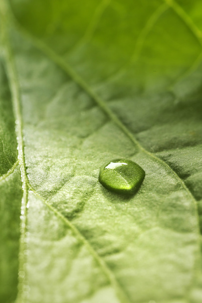 Green leaf with droplet - Foto, imagen