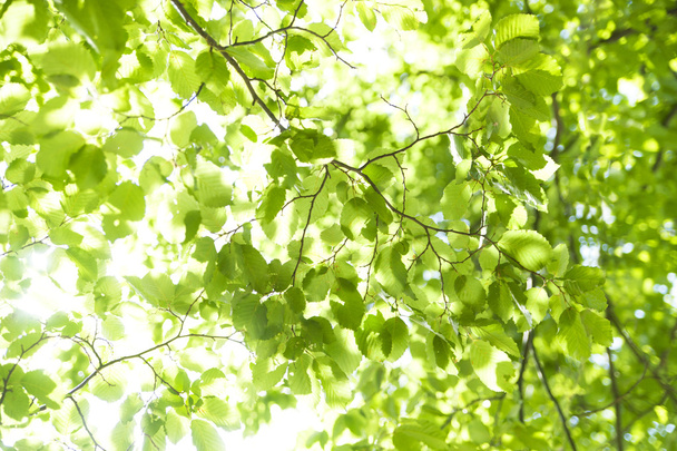 Lush foliage - Valokuva, kuva