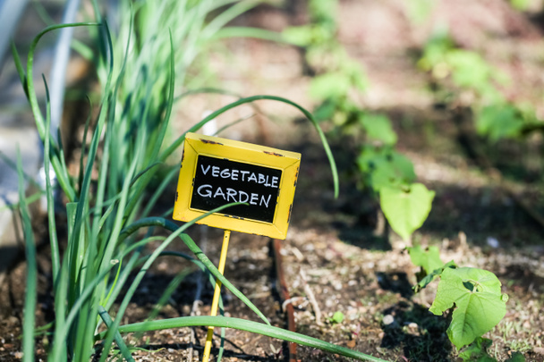 urban vegetable garden - Photo, Image