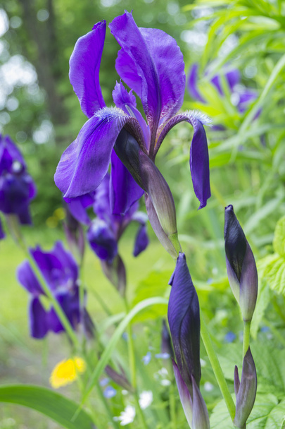 Violet Iris - Foto, imagen