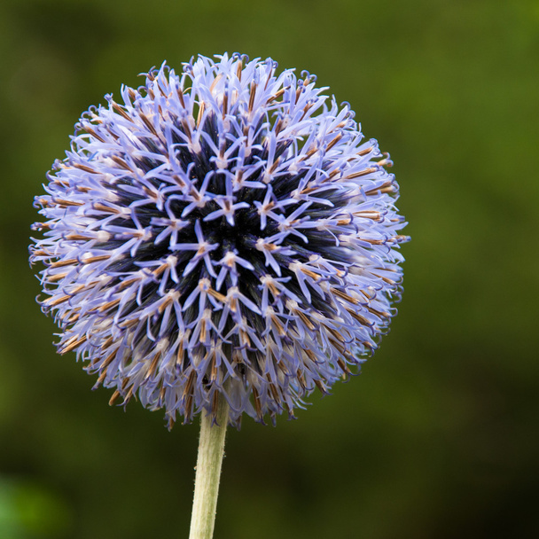 Крупный план цветка чертополоха
 - Фото, изображение
