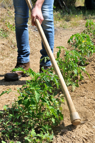 Práce v pěstování rajčat - Fotografie, Obrázek