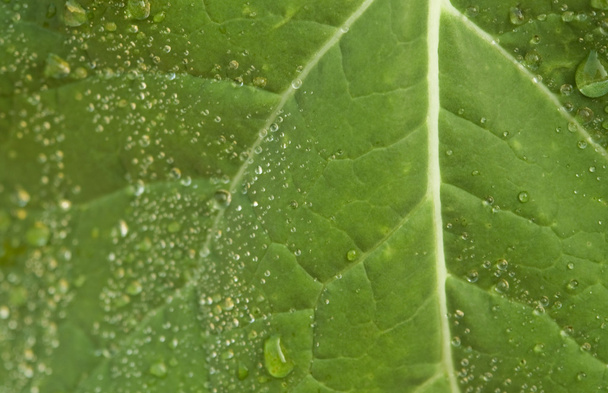 Wet leaf detail - Φωτογραφία, εικόνα