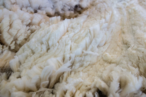 Fond de laine mérinos
 - Photo, image