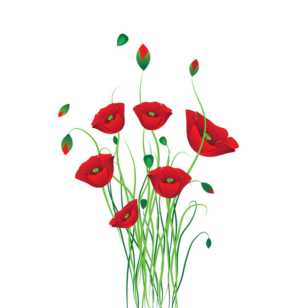 červené mákové květy - Vektor, obrázek