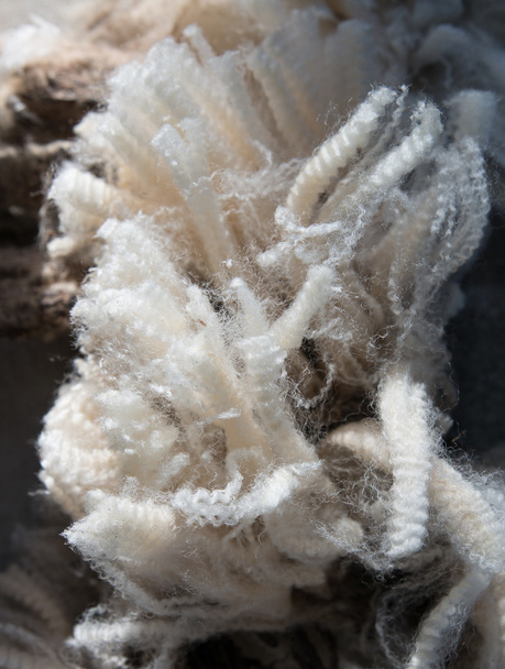 Grapas de lana merino
 - Foto, Imagen