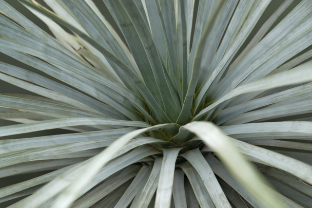 Planta suculenta detalle
 - Foto, Imagen