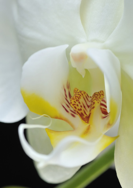 Orchid hart - Foto, afbeelding