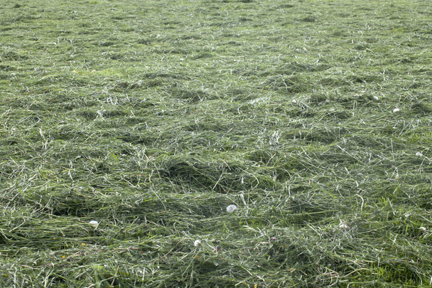 Harvesting hay mowed grass - Fotografie, Obrázek