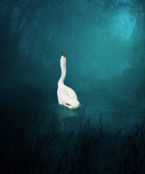 Cisne solitário branco em orgulhoso
 - Foto, Imagem