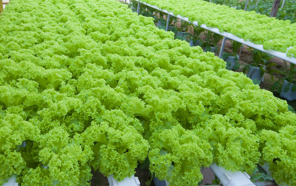 Fresh lettuce - Foto, Imagen