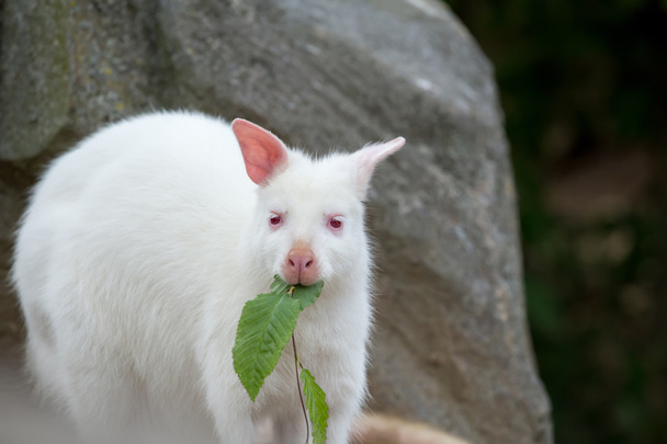 Primer plano de una mujer albina blanca Wallaby de cuello rojo
 - Foto, Imagen